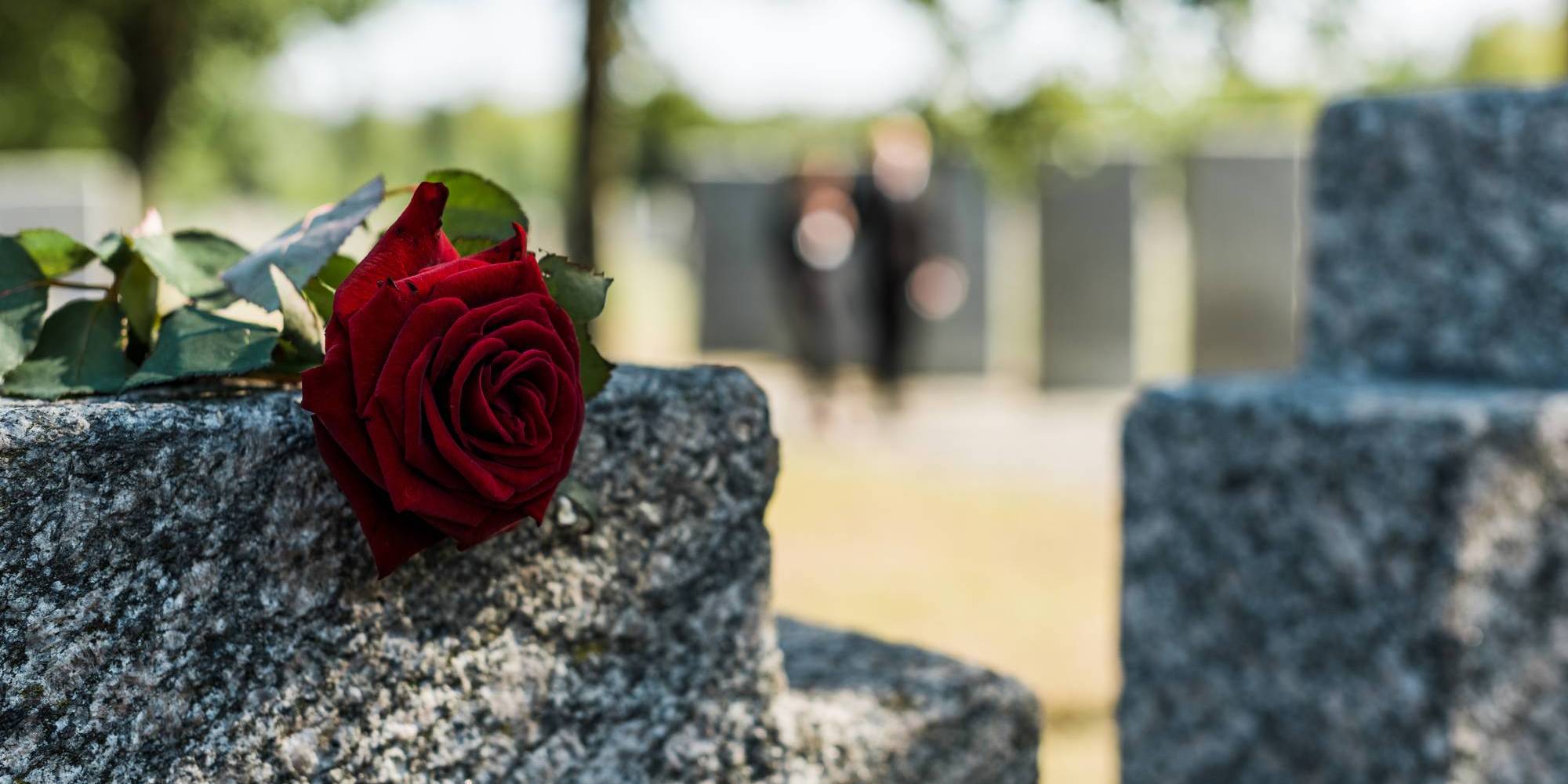shadows on red aromatic rose on concrete tomb